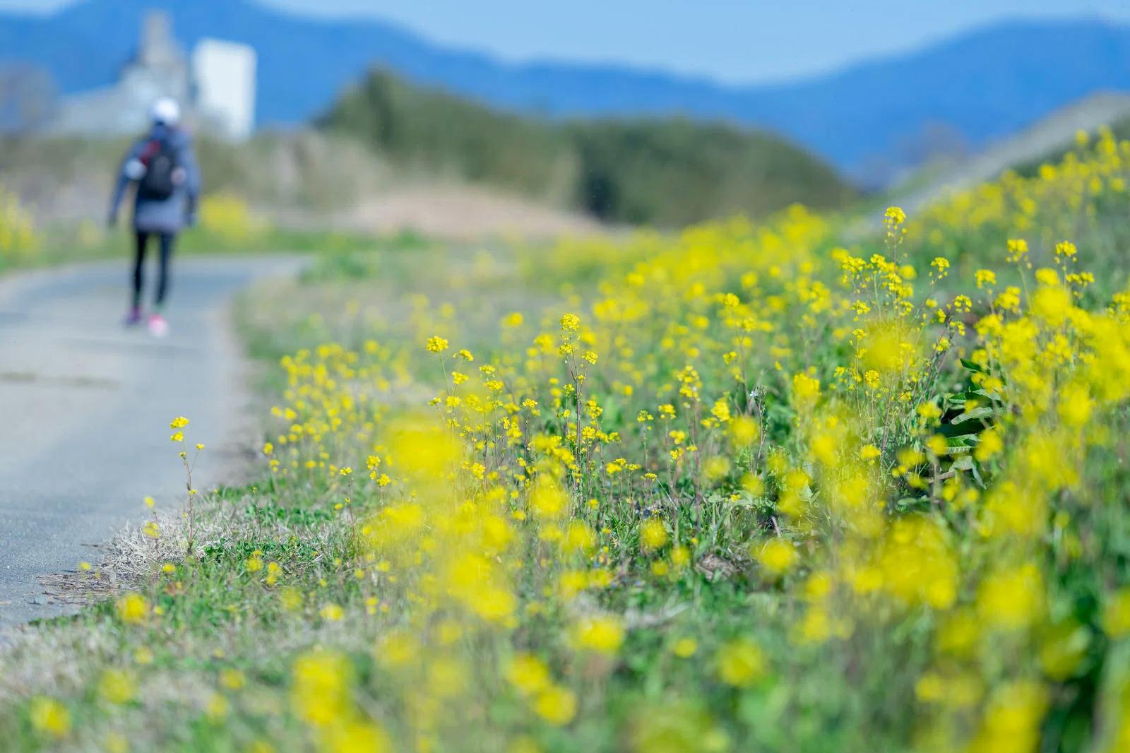 朝に散歩している高齢者と健康的な生活習慣