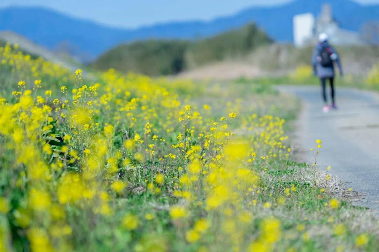 女性の腕立て伏せによる筋トレ効果